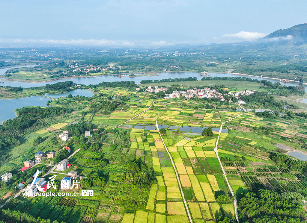 湖南道縣：良田阡陌繪“豐”景