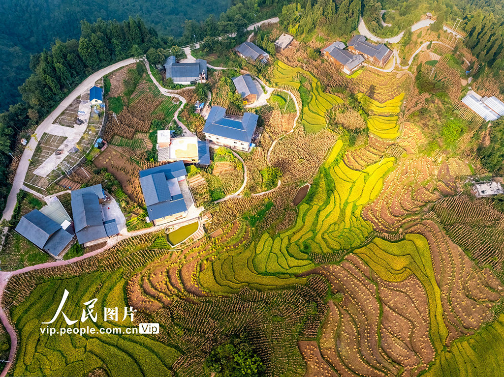 雲南綏江：高山梯田“豐”景如畫