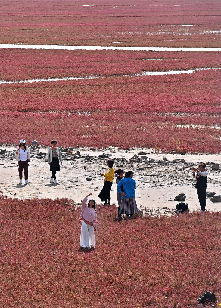 9月14日，游客在遼寧省錦州市凌海市紅海灘國家風景廊道欣賞紅海灘。新華社記者 周華 攝