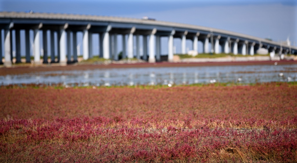 紅色海岸線 醉美紅海灘