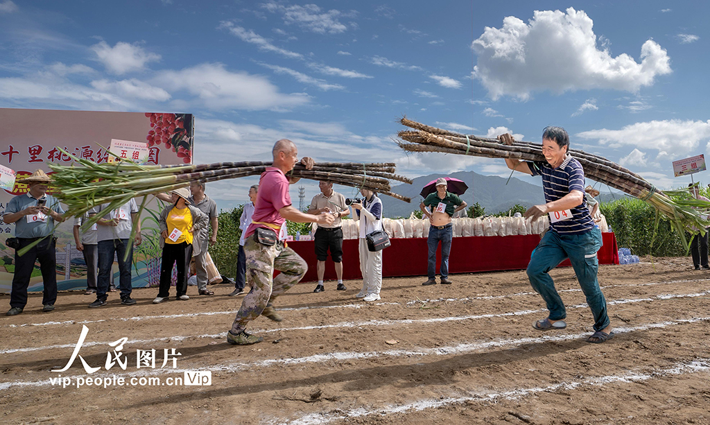 福建永春：举行蔗农趣味运动会