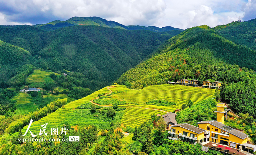 江西崇義：秋染梯田 “豐”景如畫