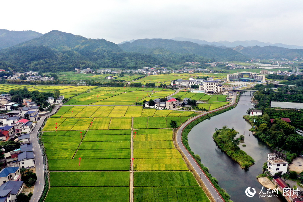 9月12日，江西省萍鄉市湘東區麻山鎮水稻制種基地內溝渠縱橫，千余畝稻田裡各品種雜交制種水稻品種進入成熟期，豐收在望。人民網記者 時雨攝