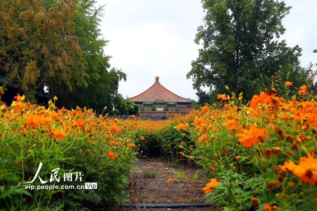 北京北海公園硫華菊綻放