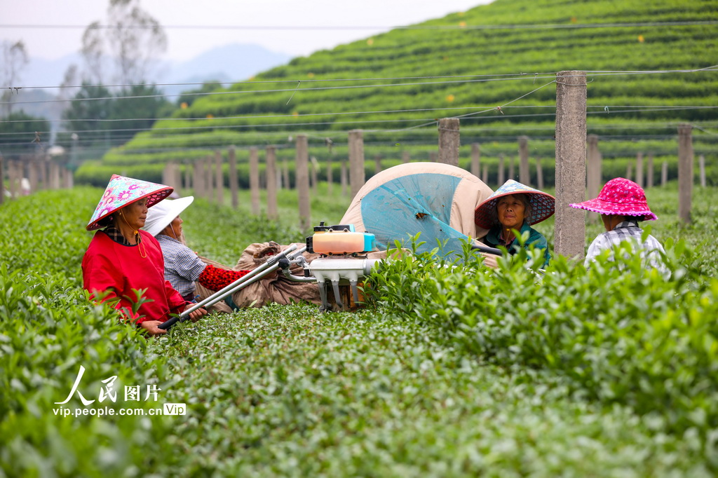 浙江淳安：機械化採收秋茶