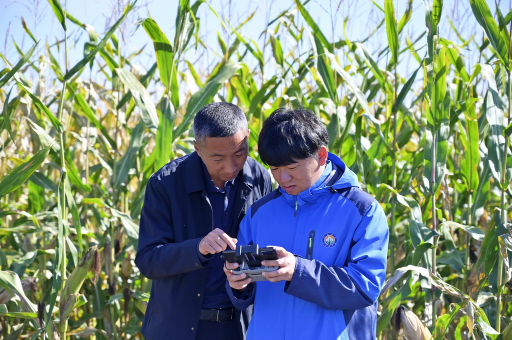 9月28日，在位于双鸭山市的中国科学院北大荒友谊现代农业实验站，研究人员（右）查看执行巡田任务的无人机。