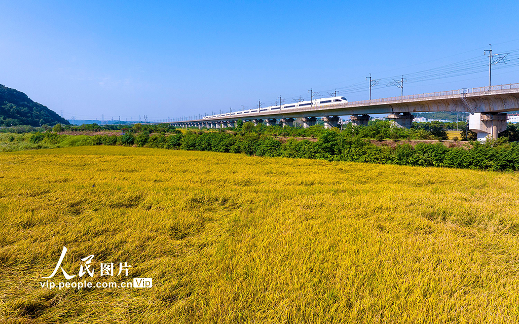 安徽芜湖：金秋田园“丰”景美【6】