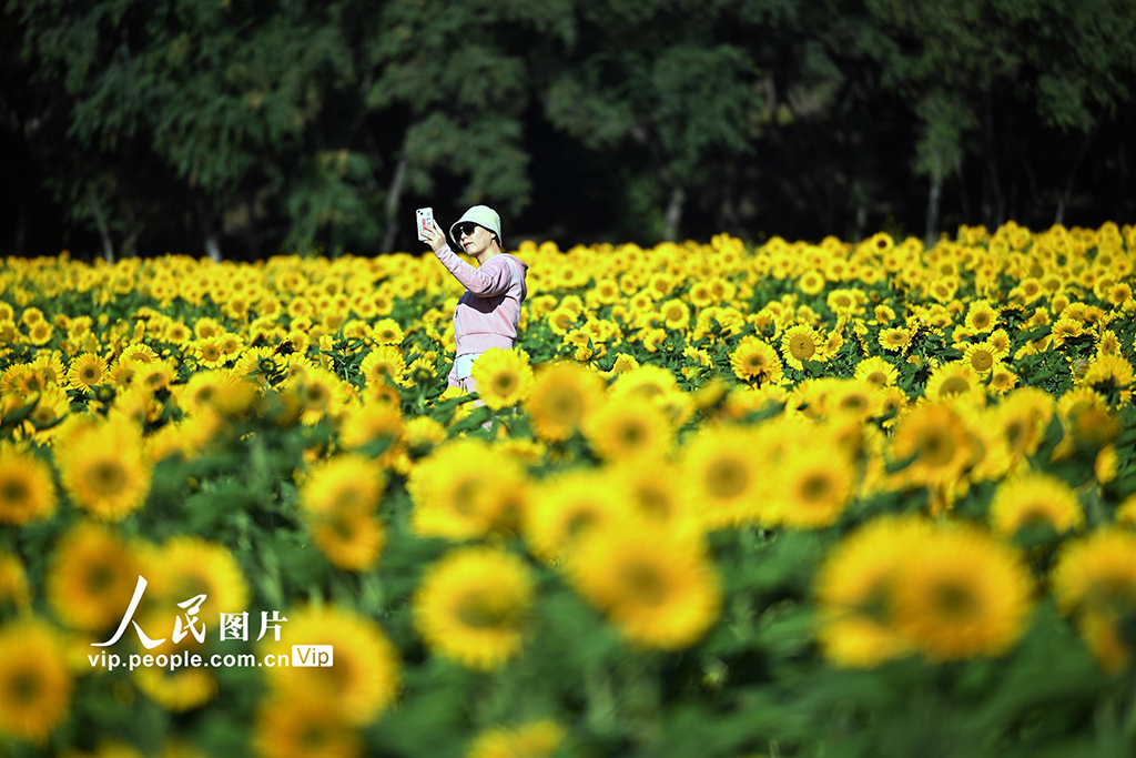 遼寧沈陽：向日葵花開