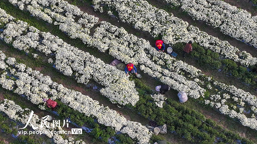 安徽亳州：菊花種植拓寬致富路