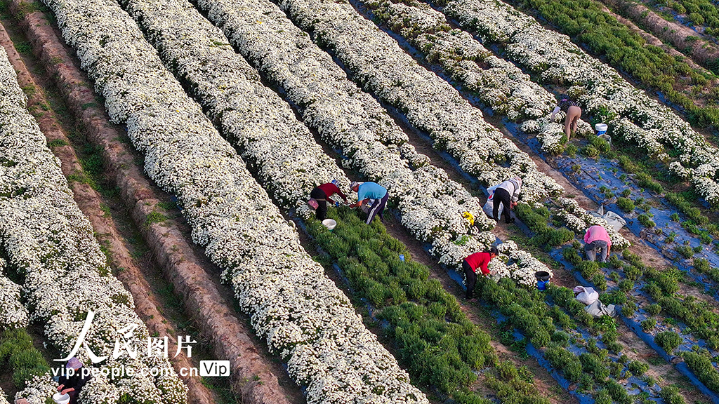 安徽亳州：菊花种植拓宽致富路【2】