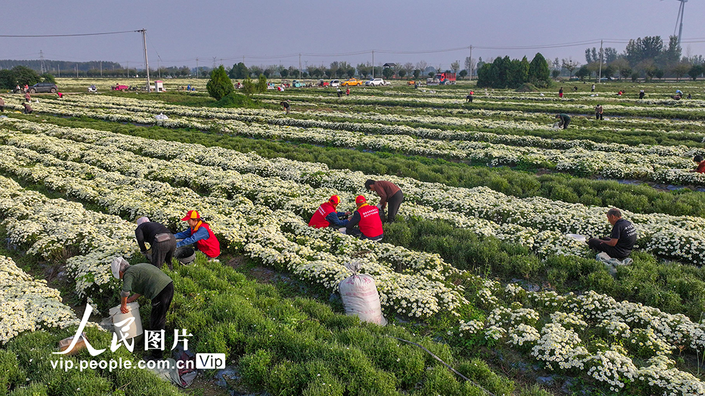 安徽亳州：菊花种植拓宽致富路【4】