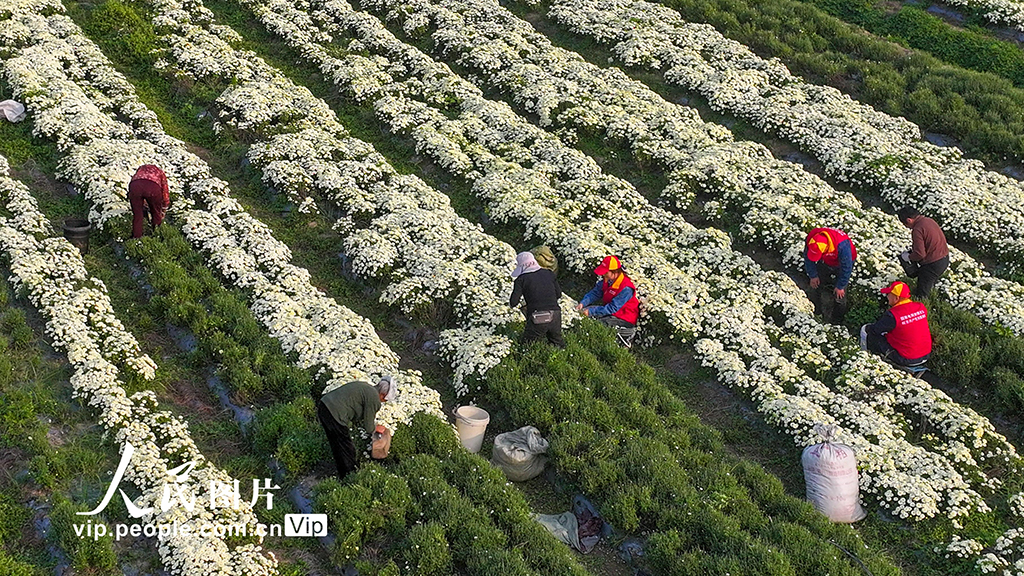 安徽亳州：菊花种植拓宽致富路【5】