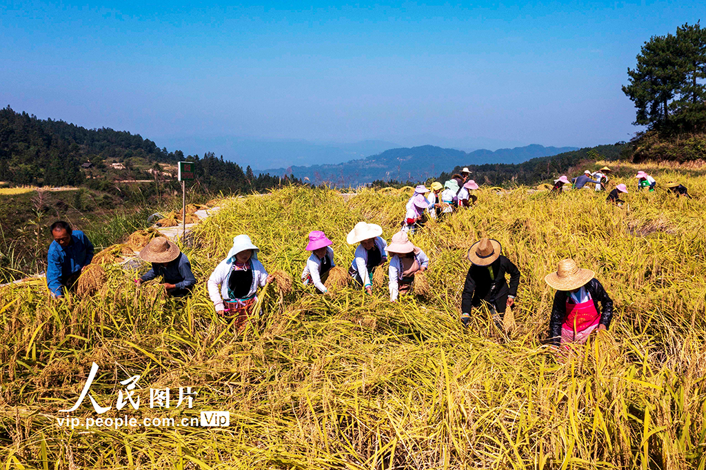 貴州從江：香禾糯豐收