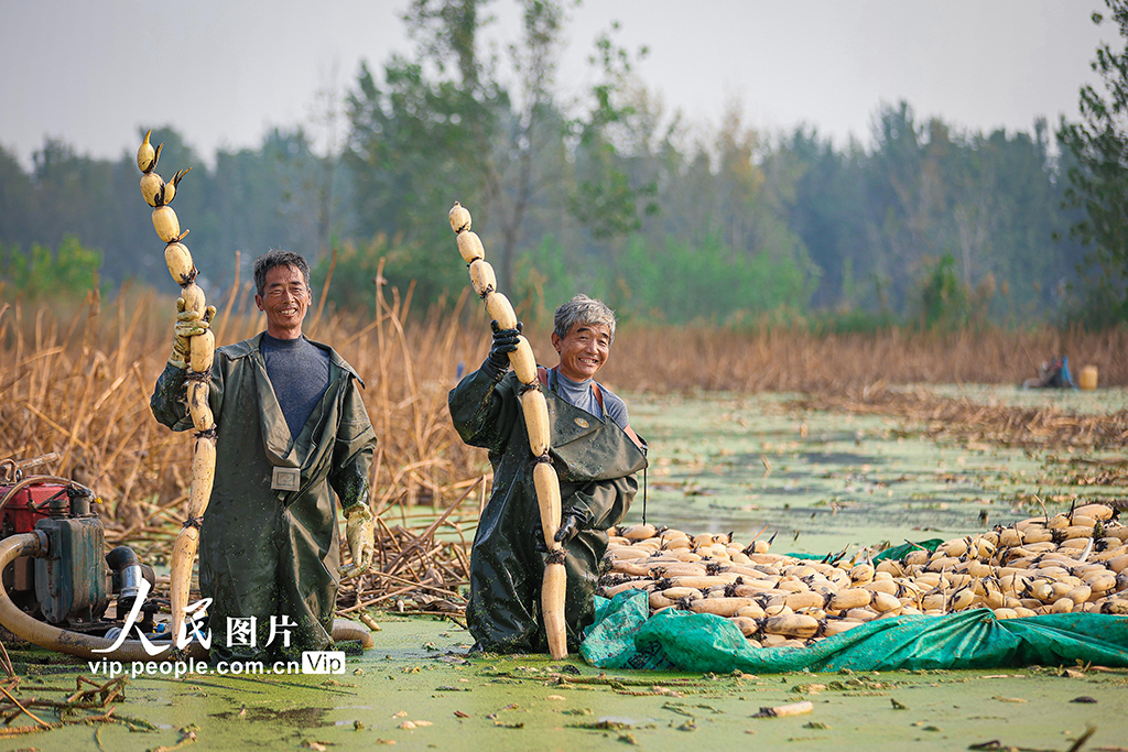 江蘇徐州：千畝藕塘喜獲豐收