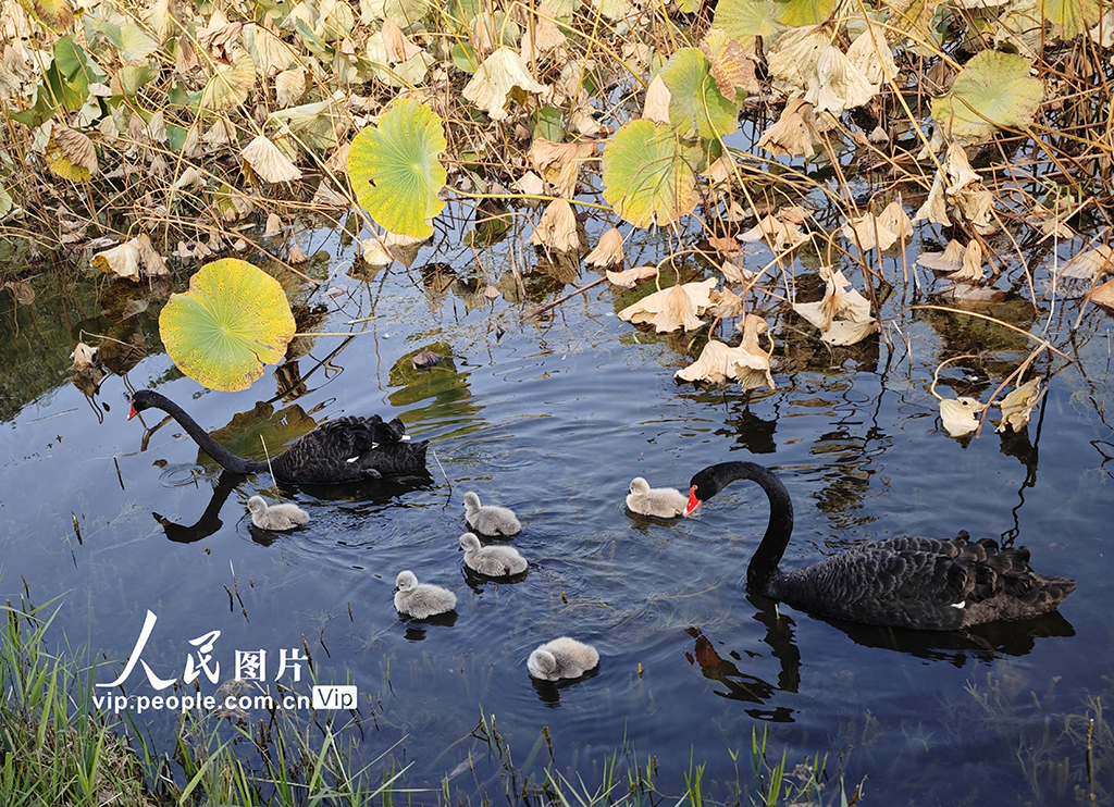 圓明園黑天鵝添丁