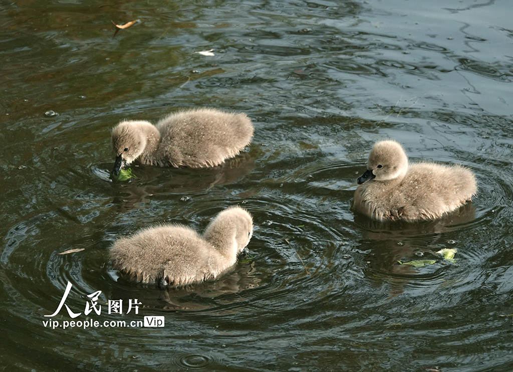 圓明園黑天鵝添丁【5】