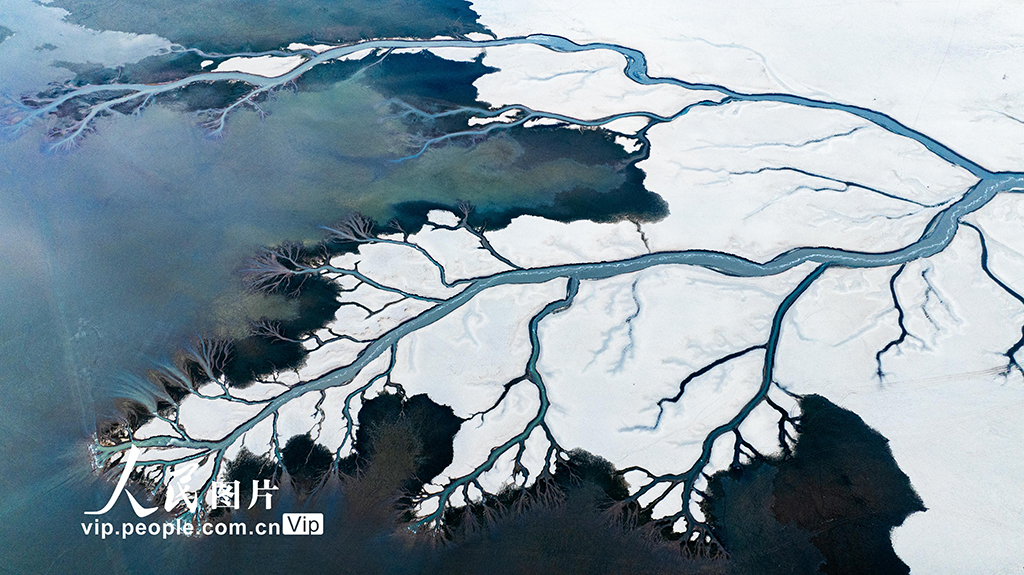 江西九江：鄱陽湖現“大地之樹”景觀