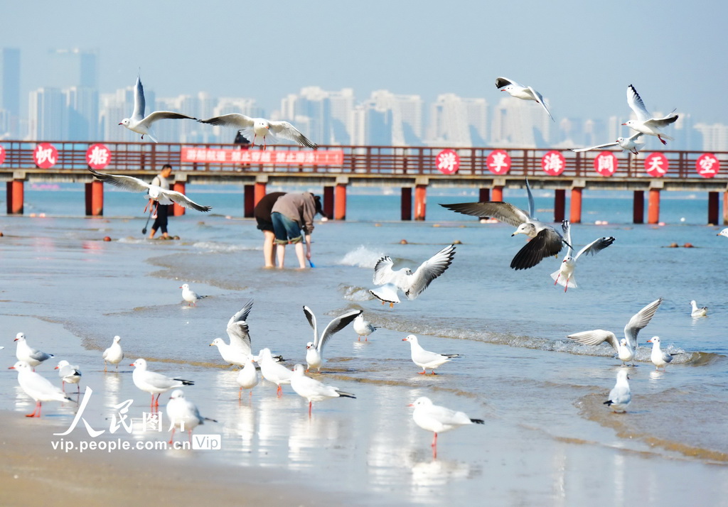 河北秦皇岛：北戴河沿海湿地生态优美候鸟翩跹【3】