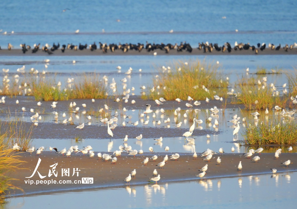 河北秦皇島：北戴河沿海濕地生態優美候鳥翩躚