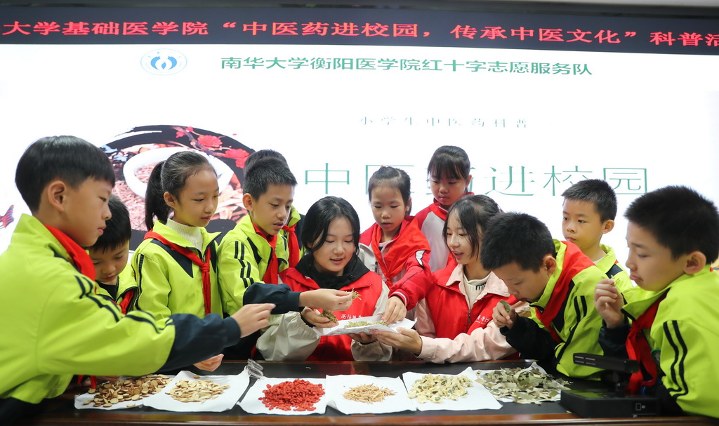 10月22日，在湖南省衡阳市蒸湘区实验小学，南华大学衡阳医学院红十字志愿服务队的志愿者教小学生们辨识中药材。新华社发（曹正平摄）