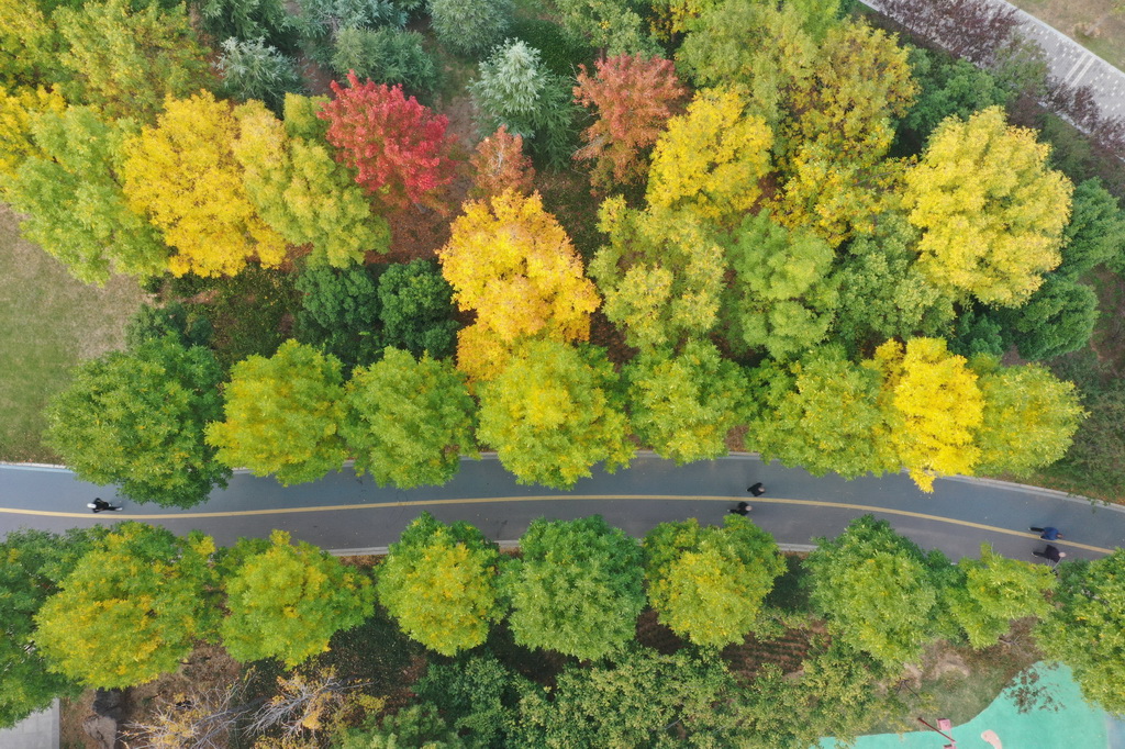 這是10月28日拍攝的河南省焦作市溫縣子夏公園（無人機照片）。新華社發（徐宏星攝）