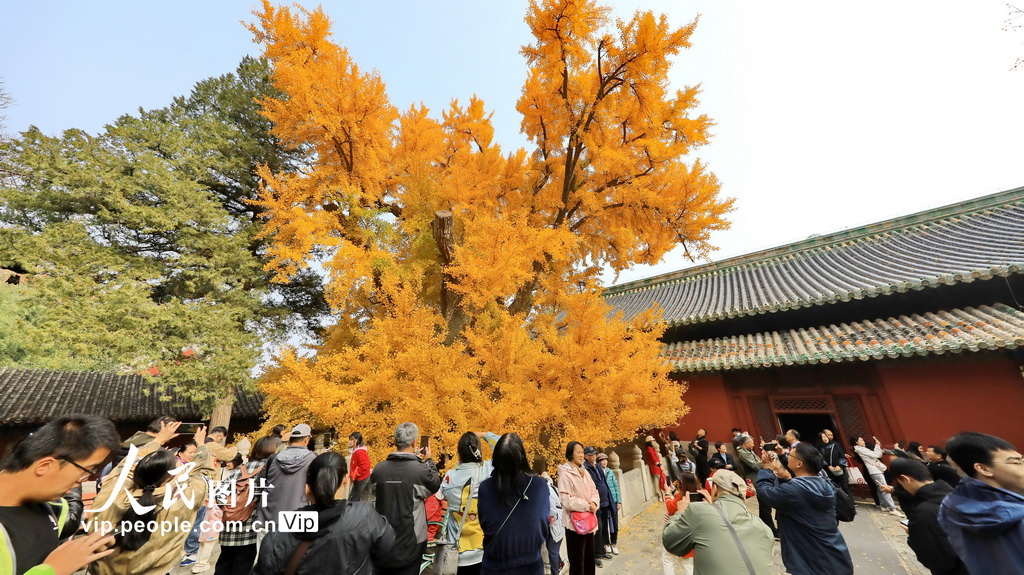 北京：大覺寺千年樹王披“金甲”【4】