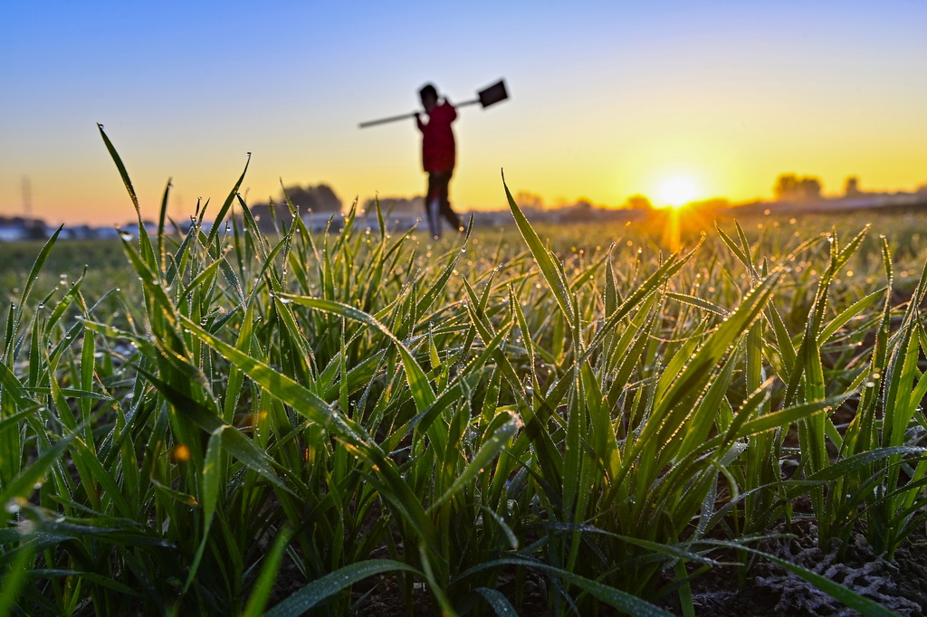 11月6日，农民在山东省青州市云门山街道东邢村一处麦田查看麦苗长势。新华社发（王继林摄）