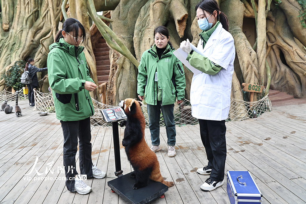 江蘇南通：野生動物體檢忙【5】