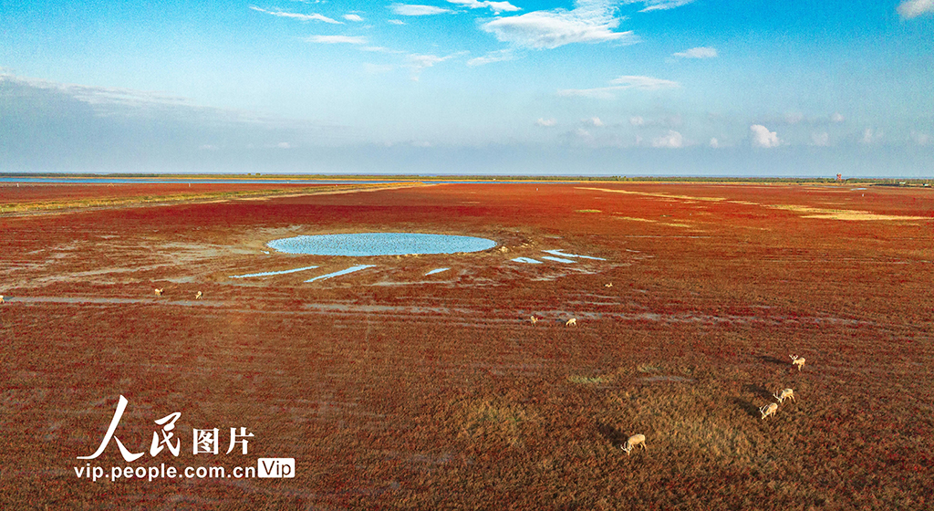 江苏东台：生态湿地麋鹿欢【2】