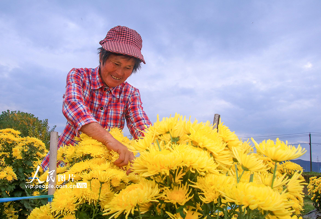 安徽廬江：菊花俏 產業興【5】