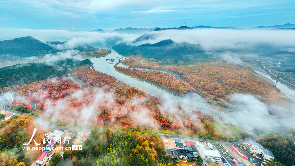 安徽寧國：濕地紅杉林 冬景美如畫【2】