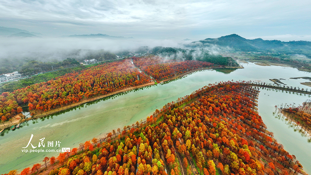 安徽寧國：濕地紅杉林 冬景美如畫【5】