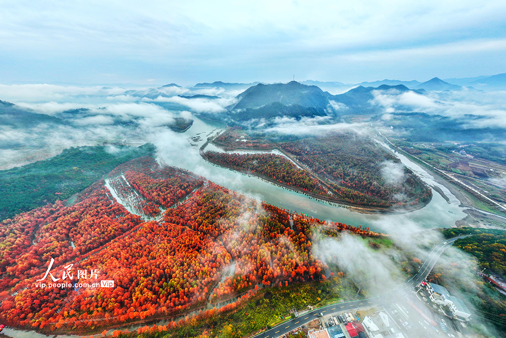 安徽寧國：濕地紅杉林 冬景美如畫【6】