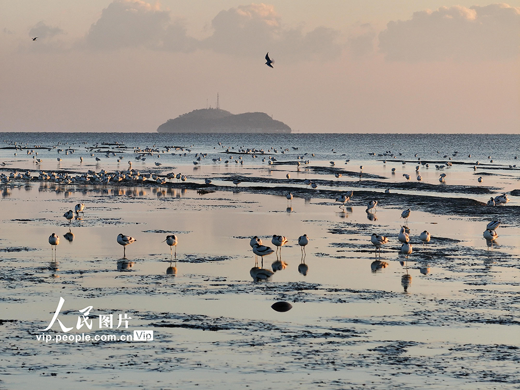 江蘇連雲港：海州灣畔鳥兒歡【6】