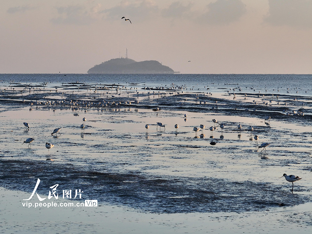 江蘇連雲港：海州灣畔鳥兒歡【5】