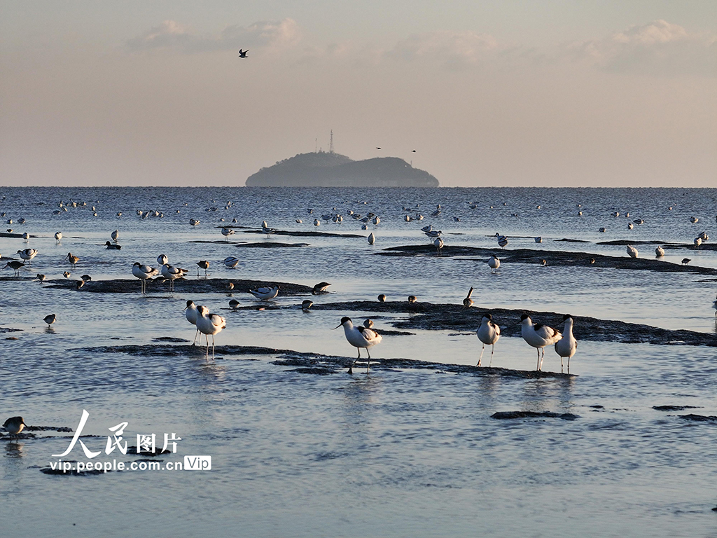 江蘇連雲港：海州灣畔鳥兒歡【3】