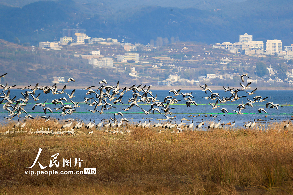 貴州草海：迎候鳥遷徙高峰【5】