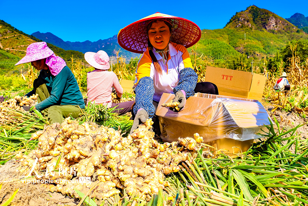 廣西蒙山：特色姜產業助農增收