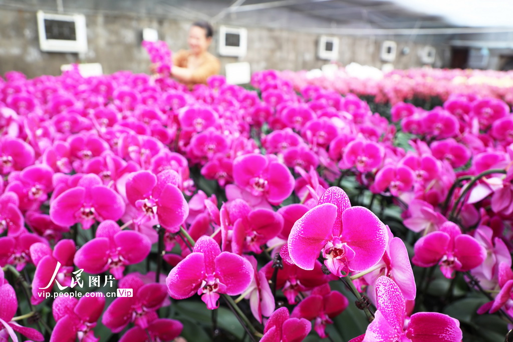 河北唐山：“鲜花经济”助农增收