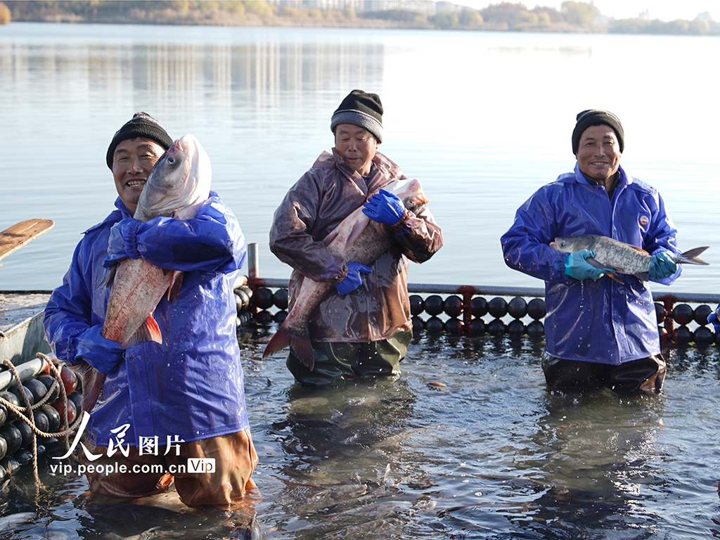 江蘇徐州：魚躍人歡冬捕忙【5】