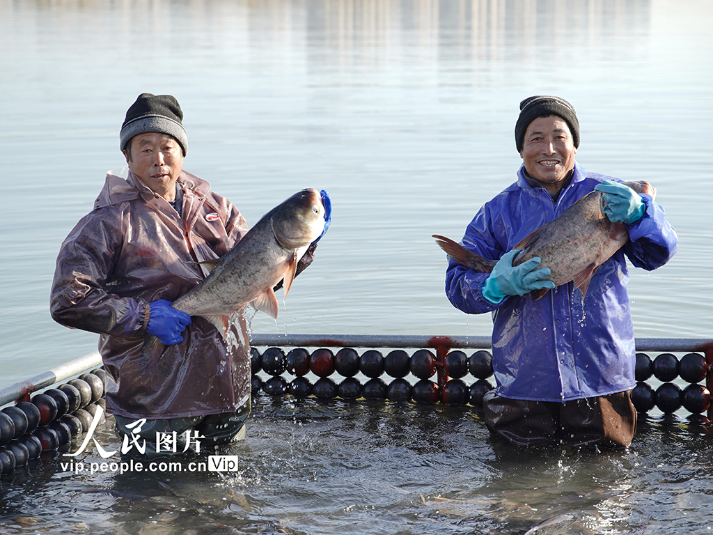 江蘇徐州：魚躍人歡冬捕忙【7】