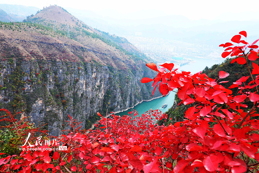 重慶巫山：紅葉正艷【4】