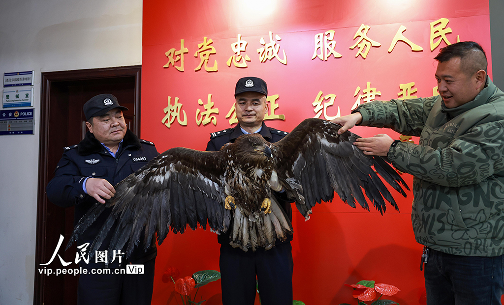 甘肅金塔：成功救助國家一級保護動物草原雕