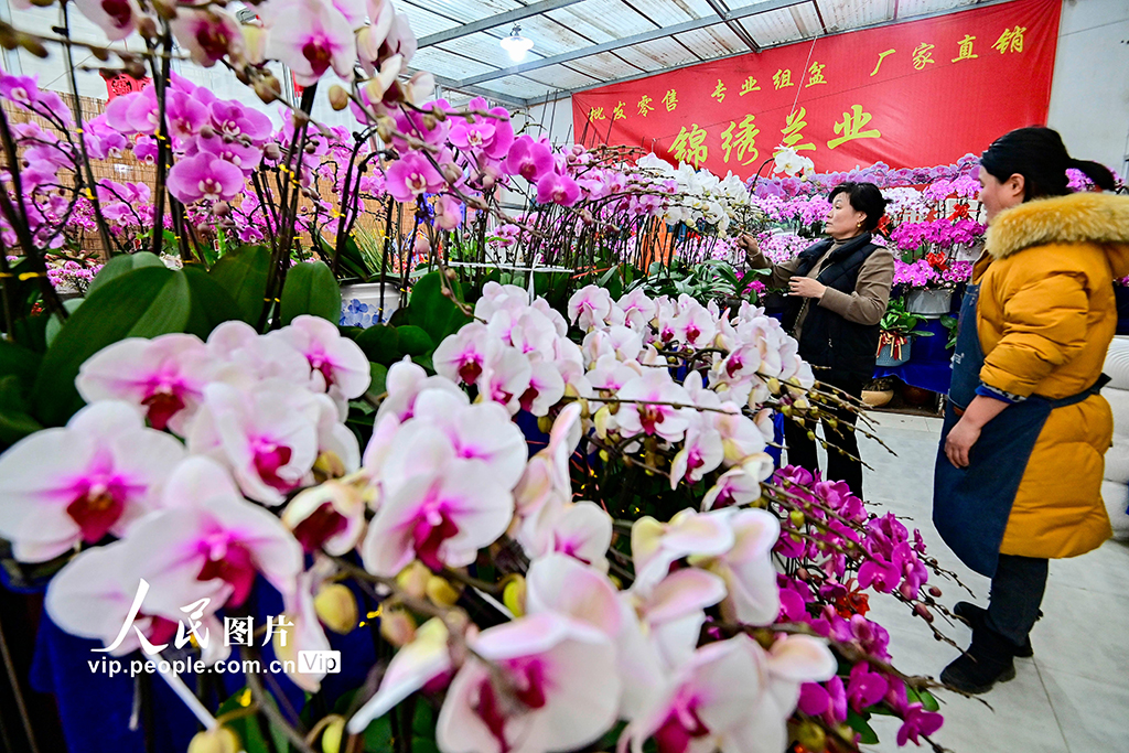 山东青州：新年临近 鲜花俏销