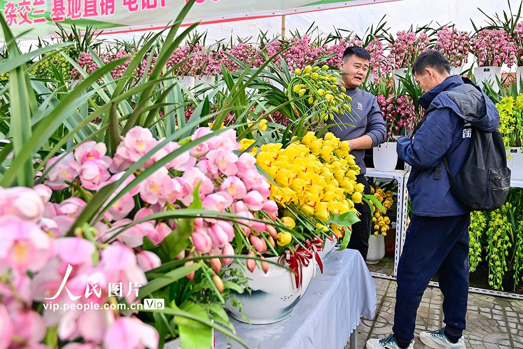 山东青州：新年临近 鲜花俏销【3】