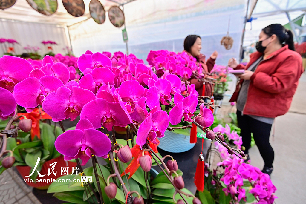 山东青州：新年临近 鲜花俏销【4】