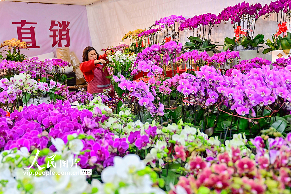 山东青州：新年临近 鲜花俏销【9】