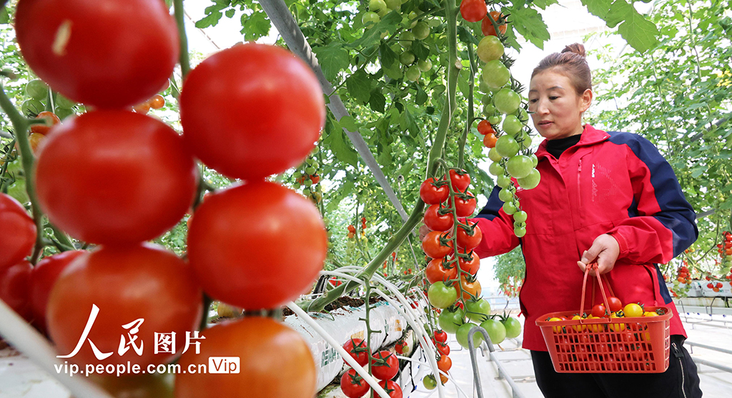 江苏连云港：加紧采收五彩小番茄 保障节日市场供应