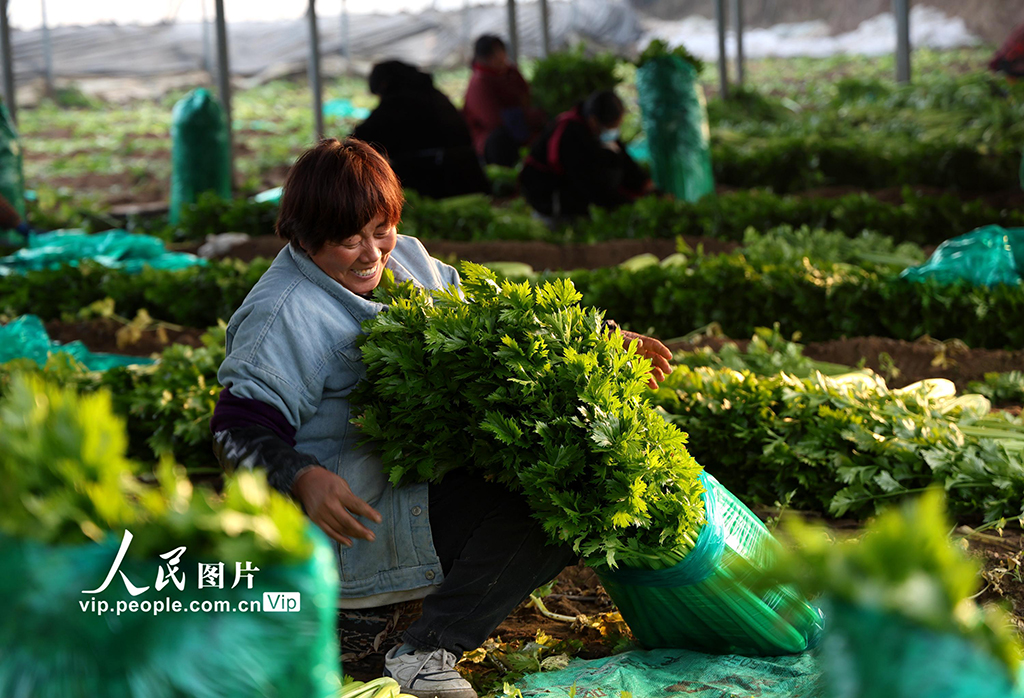 河南內黃：蔬菜採收保供應