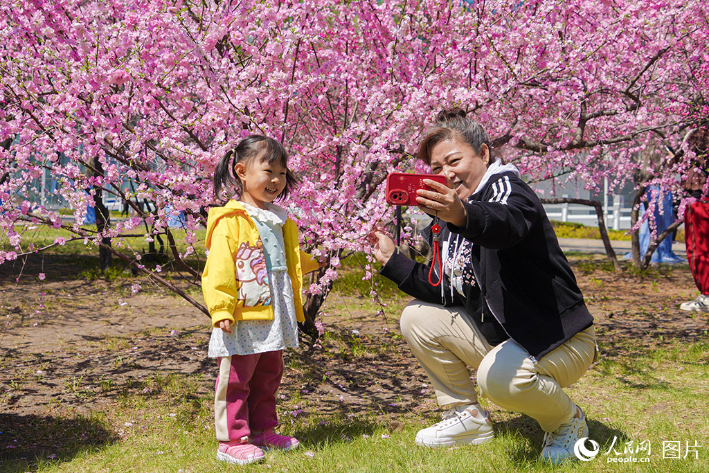 2024年4月26日，在哈爾濱工程大學的校園內，市民正在花前拍照，感受春天的到來。人民網 徐成龍攝